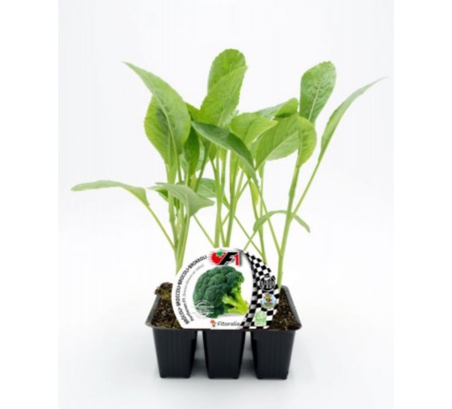 Pack Plantones Brócoli Híbrido F1 Parthenon 6 Ud. Natural - Fitoralia