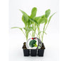 Pack Plantones Brócoli Híbrido F1 Parthenon 6 Ud. Natural - Fitoralia