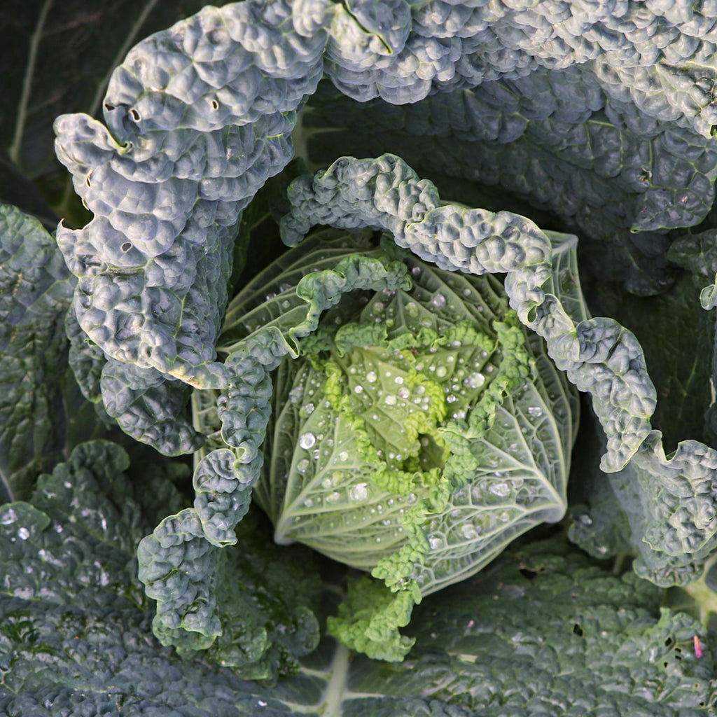 Plantón Col de Siete Semanas - Plantabo.