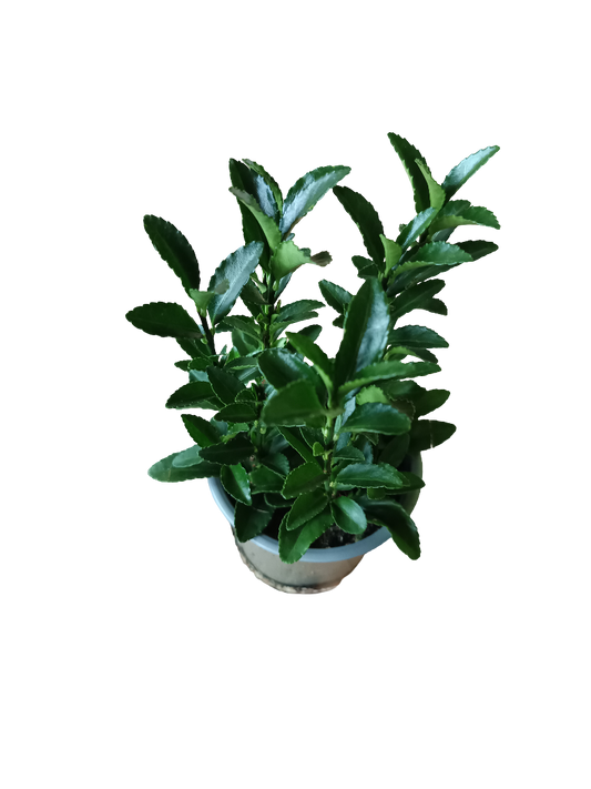 Euonymus Japonicos Verde Ø8 Planta De Exterior_0