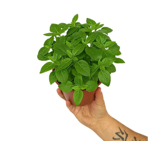 Albahaca M13_0