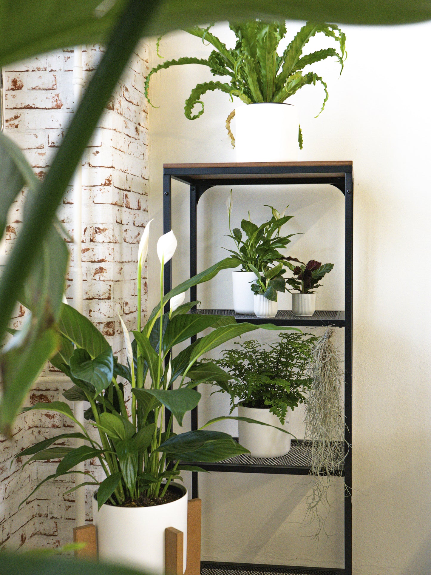 Spathiphyllum O Cuna De Moisés | Altura 75cm - Maceta 17cm