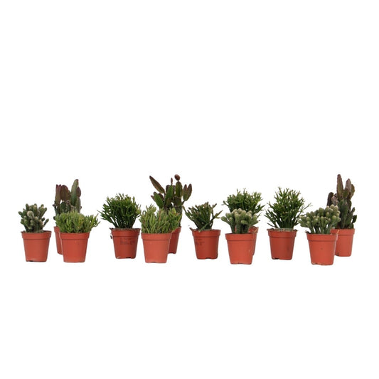 Mezcla De Cactus Coral - Rhipsalis - Pack De 12 - Altura 8-12 Cm - Maceta 5.5 Cm_0