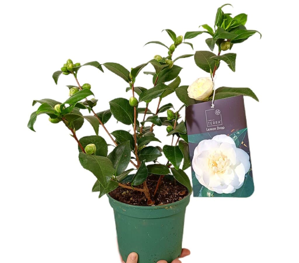 Camelia Lemon Drop M15_0