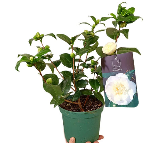 Camelia Lemon Drop M15_0