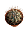Melocactus Azureus Cactus Planta Ø5cm