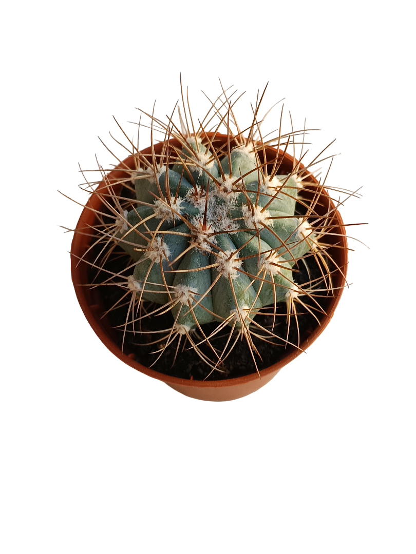 Melocactus Azureus Cactus Planta Ø5cm_0