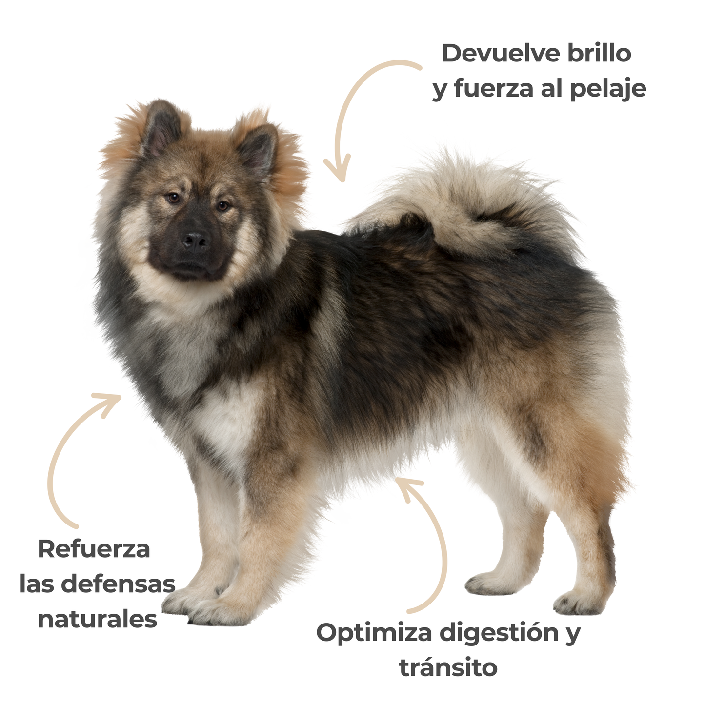 Levadura de cerveza ECO para perros y gatos – Piel y pelaje – 100 g_3