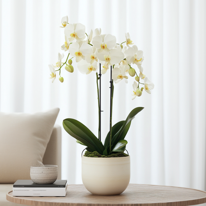 Orquídea Mariposa - Phalaenopsis Multiflora Con Cesta - Altura 35-45cm - ⌀12cm_1