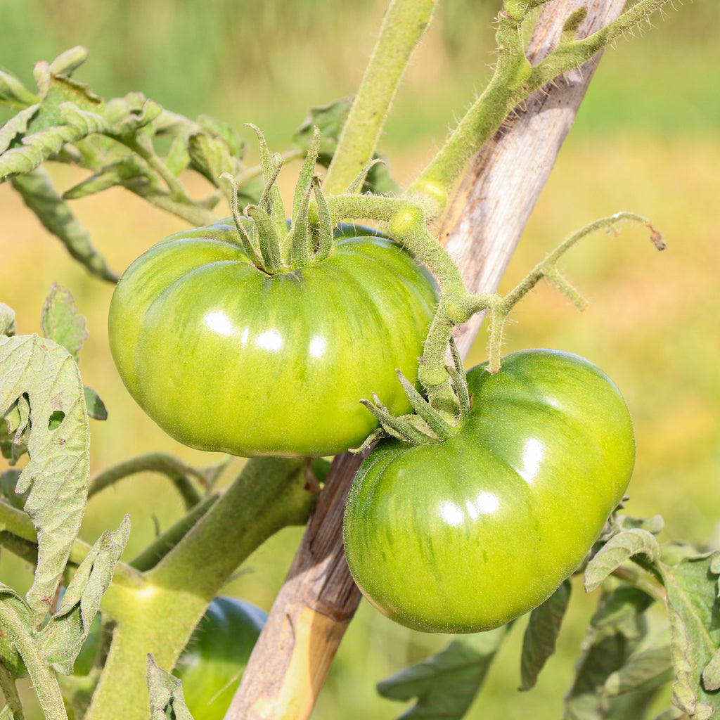 Plantón Tomate Noire De Crimée 6 Unidades - Plantabo_2