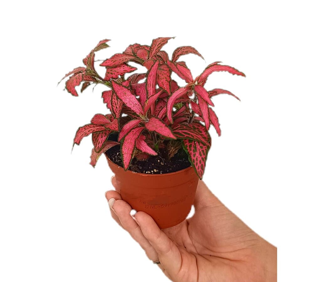 Fittonia Roja M9_0
