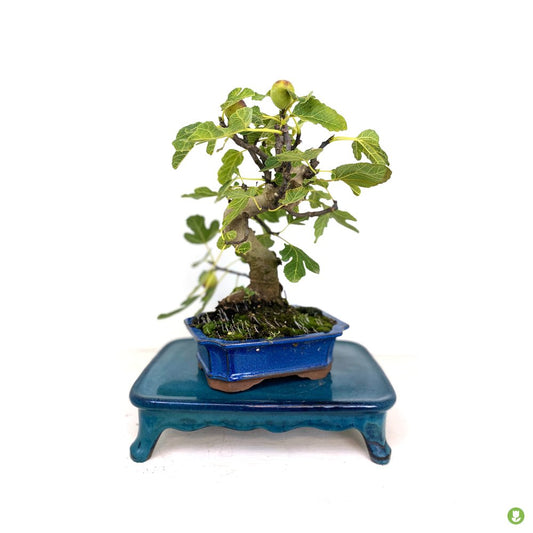 Bonsai Higuera 7 Años_0