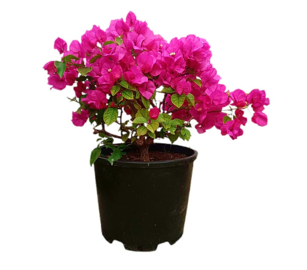 Bouganvillea Bola M35 40-60cm_0