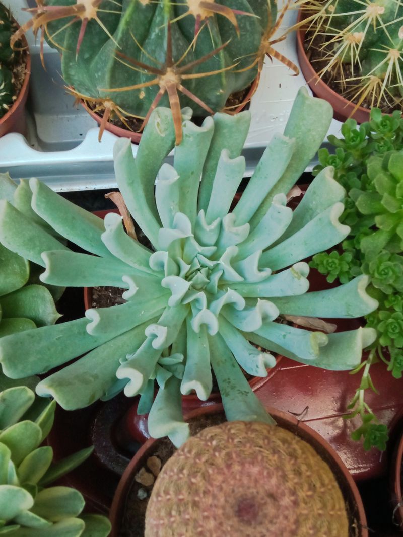 Echeveria Topsy Planta Suculenta_0