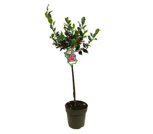 Ilex Blue Maid M21 70-90cm_0