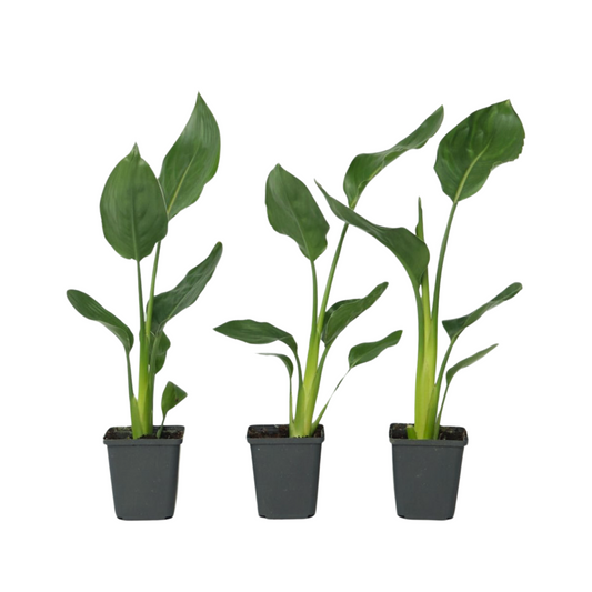 Flor Ave Del Paraíso - 3 Pzs - Strelitzia Reginea - Altura 25-40cm - ⌀9cm_0