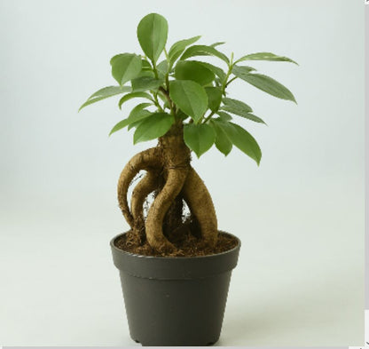 Ficus Ginseng SURTIDO Planta Bonsai Terrario Interior Ø6