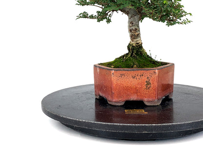 Torno De Resina Japonés De 350 Mm - Kikuwa