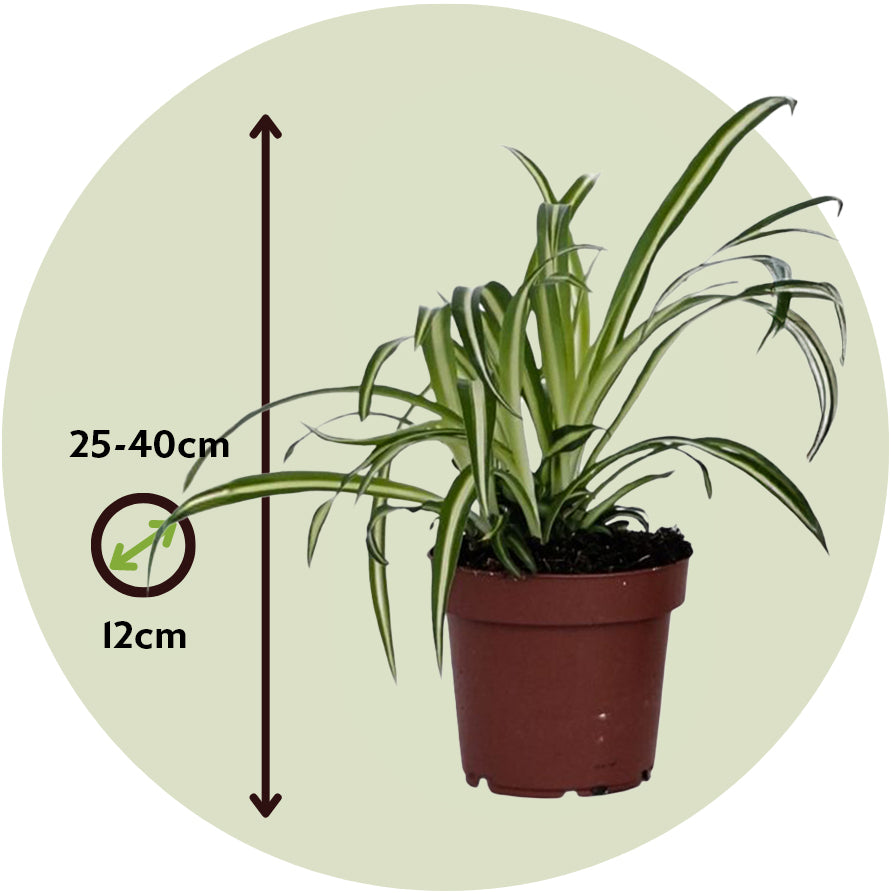 Malamadre - 6 Pzs - Chlorophytum Comosum 'atlantic' - Altura 25-40cm - ⌀12cm