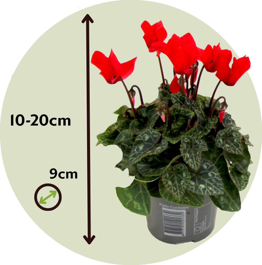 Violeta De Persia - 3 Pzs - Cyclamen 'winfall Scarlet' - Altura 10-20cm - ⌀9cm_2