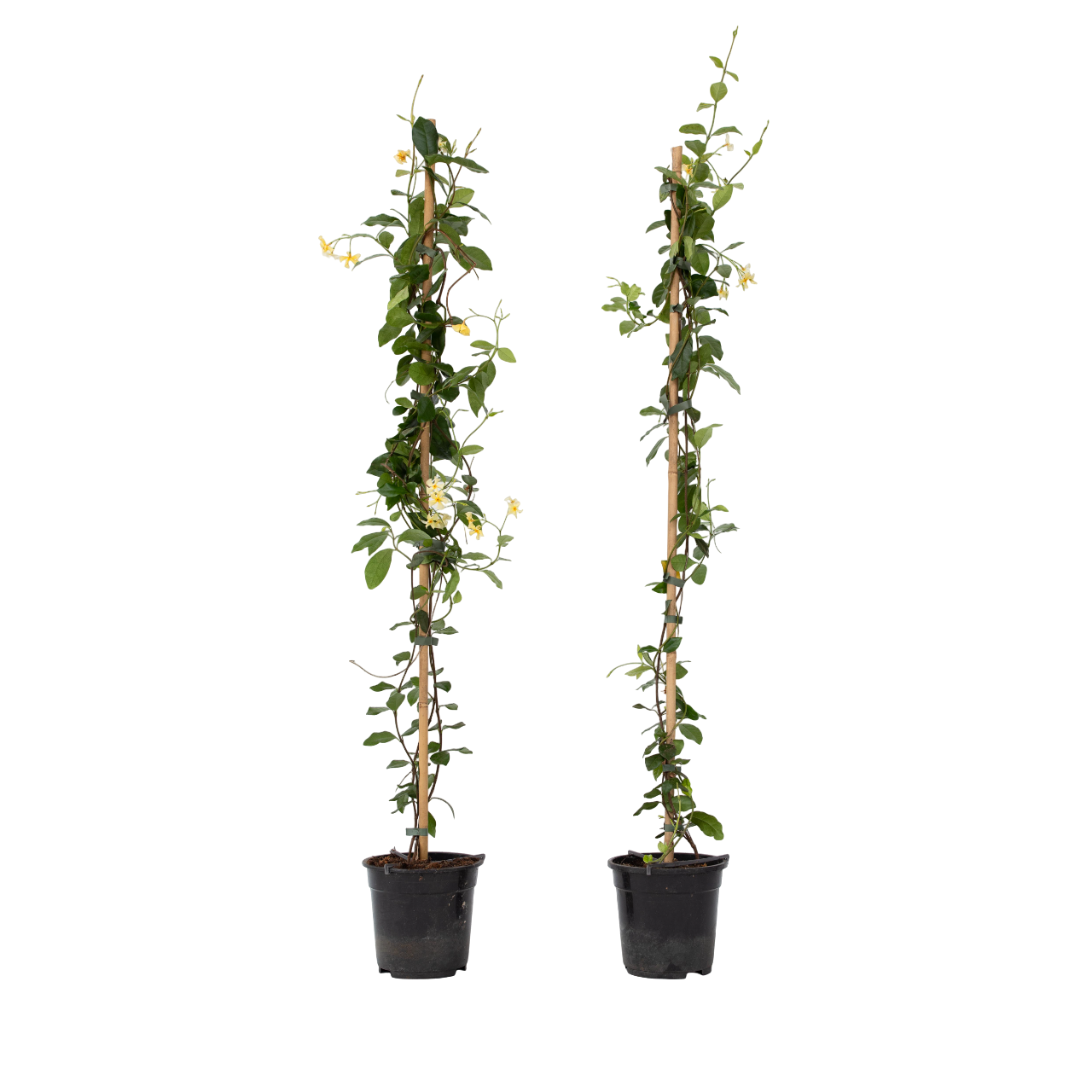 Jazmín Estrellado - 2 Pzs - Trachelospermum Jasminoides - A110-120cm - ⌀17cm_0