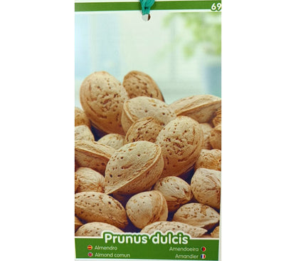 Almendro Desmayo M25 120-150cm