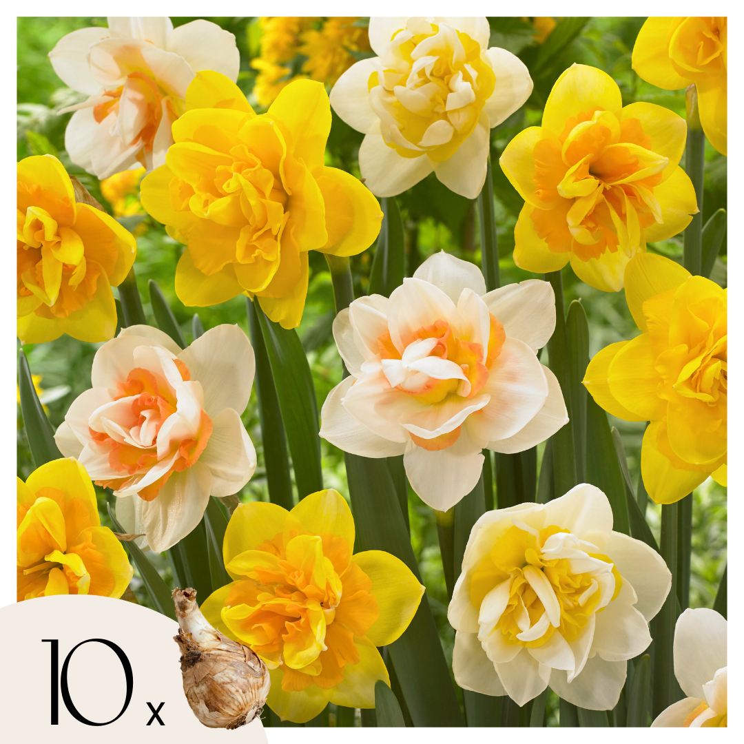 Bulbos De Narcisos - 10 Pzs - Narcissus 'double Mix' - Bulbos De Flores_0