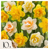 Bulbos De Narcisos - 10 Pzs - Narcissus 'double Mix' - Bulbos De Flores