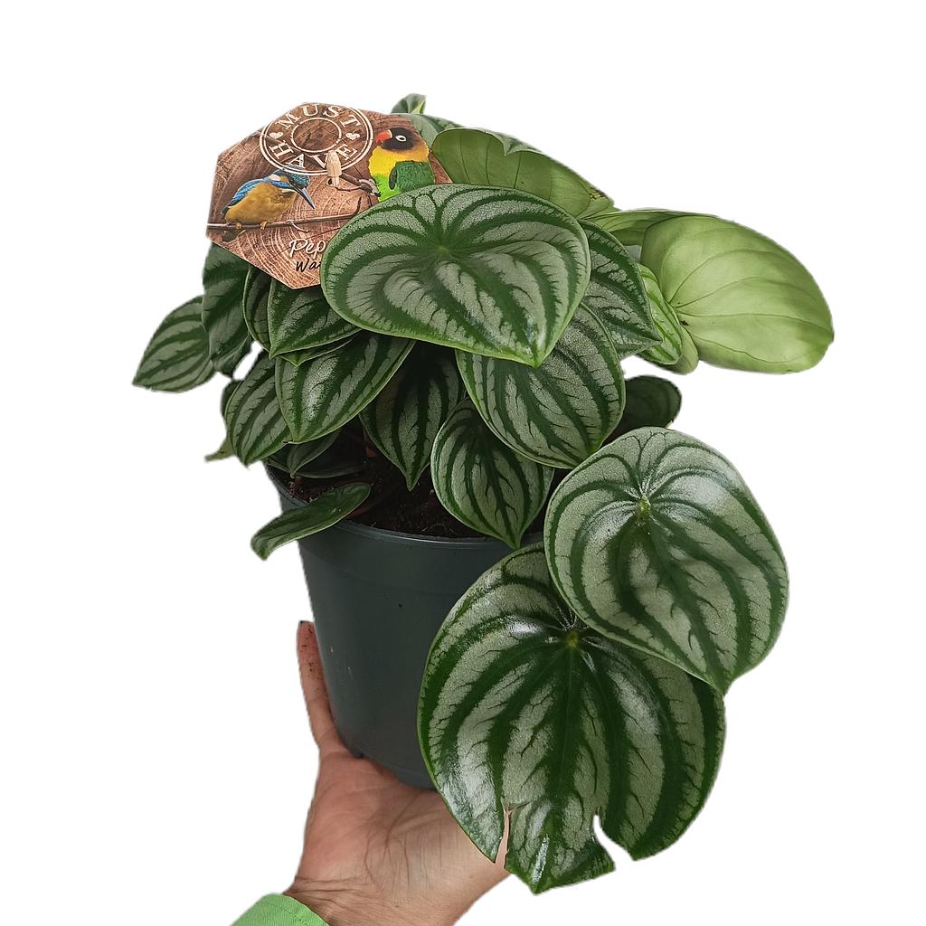 Peperomia Argyreia M17_0