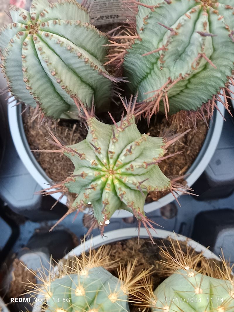 Cactus Y Suculenta Planta Grande Ø13 ☼ Ref021