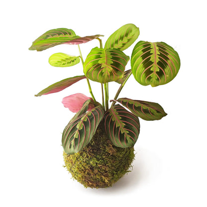 Maranta En Kokedama_0