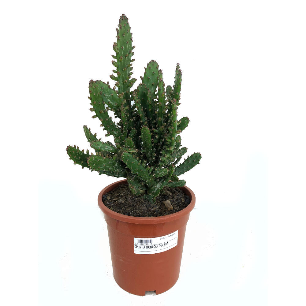 Opuntia Monacantha M17 45cm_0