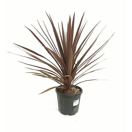 Cordyline Red Star M22 80cm_0
