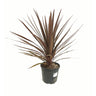 Cordyline Red Star M22 80cm