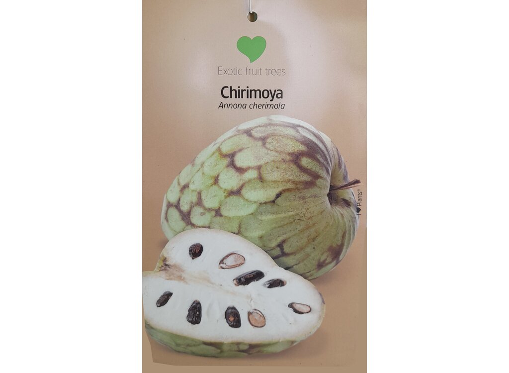 Chirimoyo M23 140-160cm_1