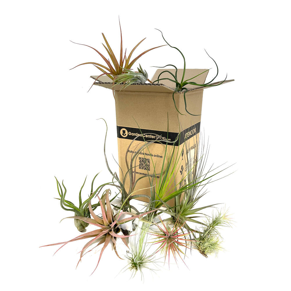 Pack 5 Tillandsias Variadas