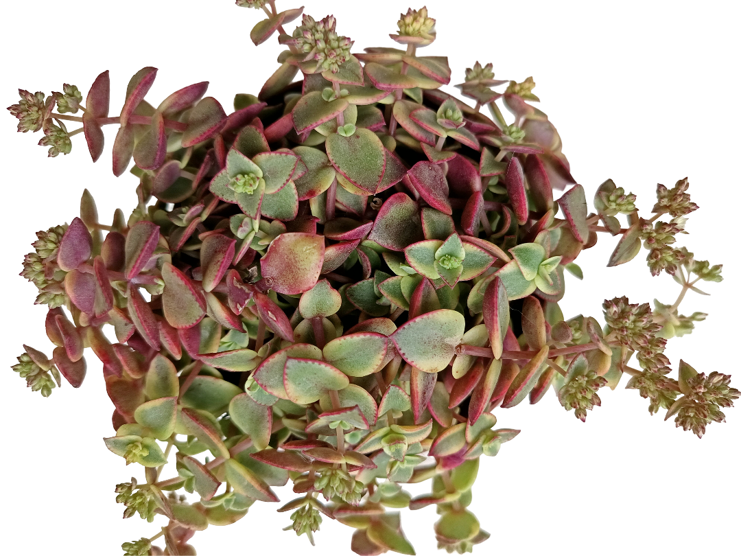 Crassula Pellucida Variegata Planta Colgante Ø13_0