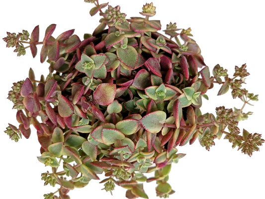 Crassula Pellucida Variegata Planta Colgante Ø13_0