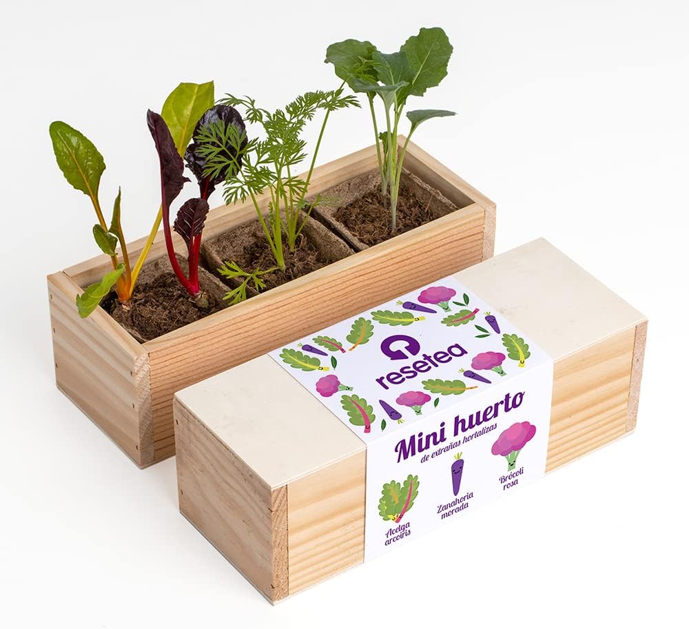 Mini Huerto De Extrañas Hortalizas (acelga Arcoíris, Zanahoria Morada Y Brócoli Rosa) | Regalo Original_0
