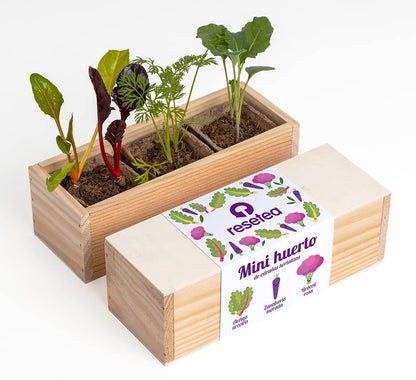 Mini Huerto De Extrañas Hortalizas (acelga Arcoíris, Zanahoria Morada Y Brócoli Rosa) | Regalo Original_0