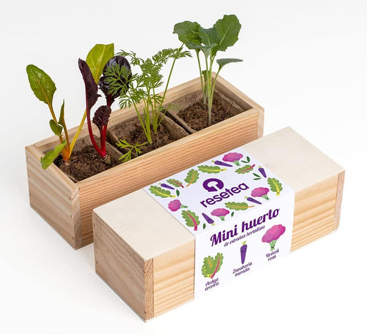 Mini Huerto Hortalizas Extrañas Acelga Arcoíris, Zanahoria Morada y Brócoli Rosa - Resetea_0