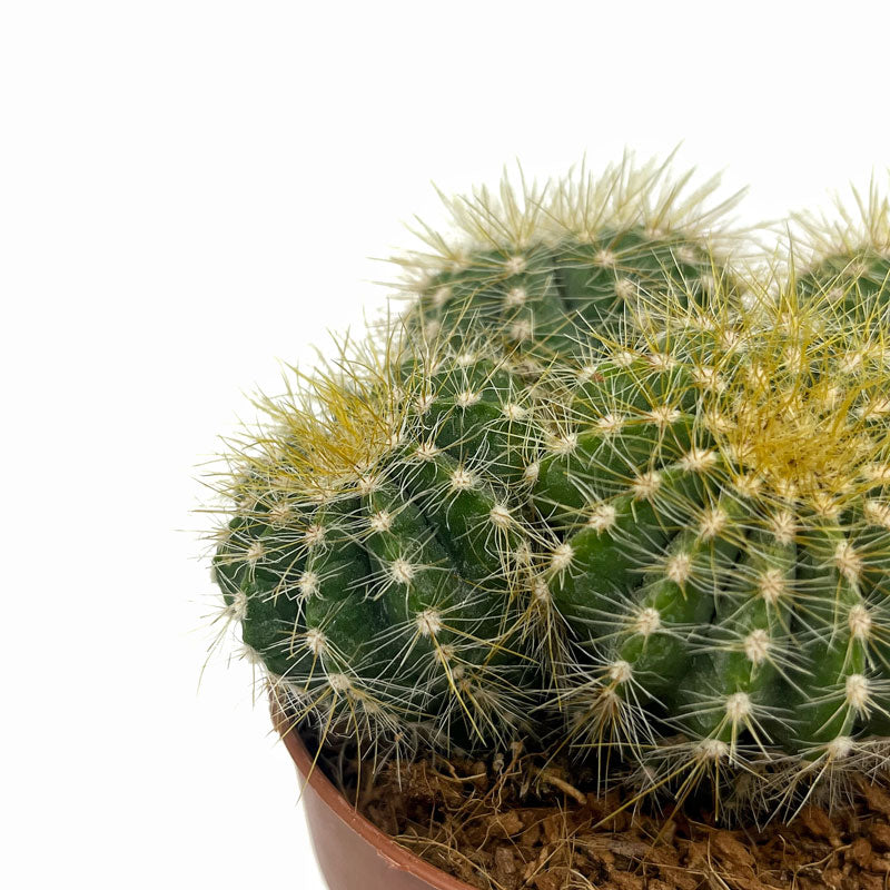 Notocactus Magnificus Cactus Y Suculentas M8,5 cm Ø_2