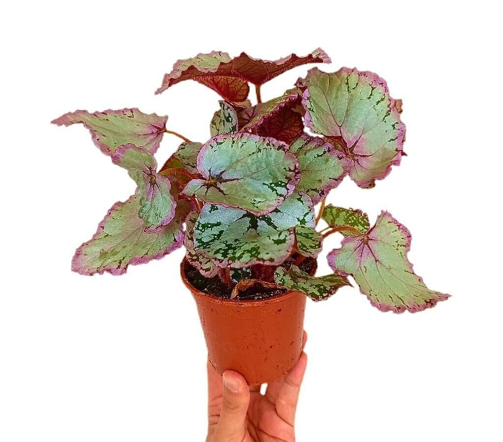 Begonia Hawaiian Silver M11_0