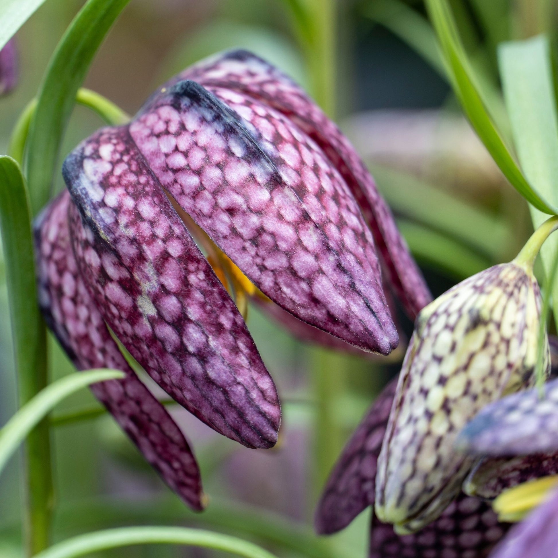 Tablero De Damas - 60 Pzs - Fritillaria 'meleagris' - Bulbos De Flores