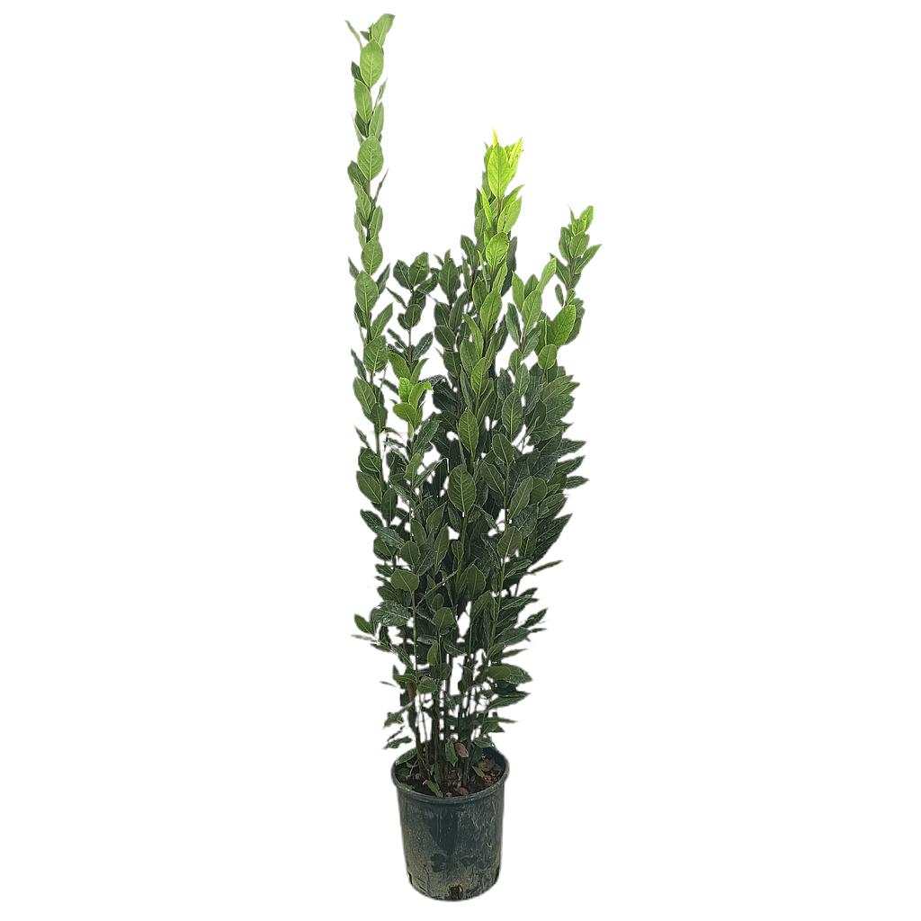 Laurus Nobilis M22_0
