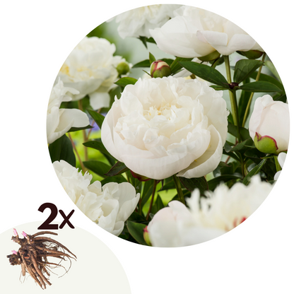 Paeoniaceae - 2 Pzs - Paeonia 'duchesse De Nemours' - Cepellones - Blanco_0