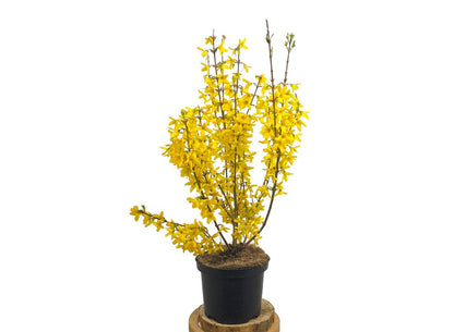 Forsythia Intermedia Weekend M17 55cm_0