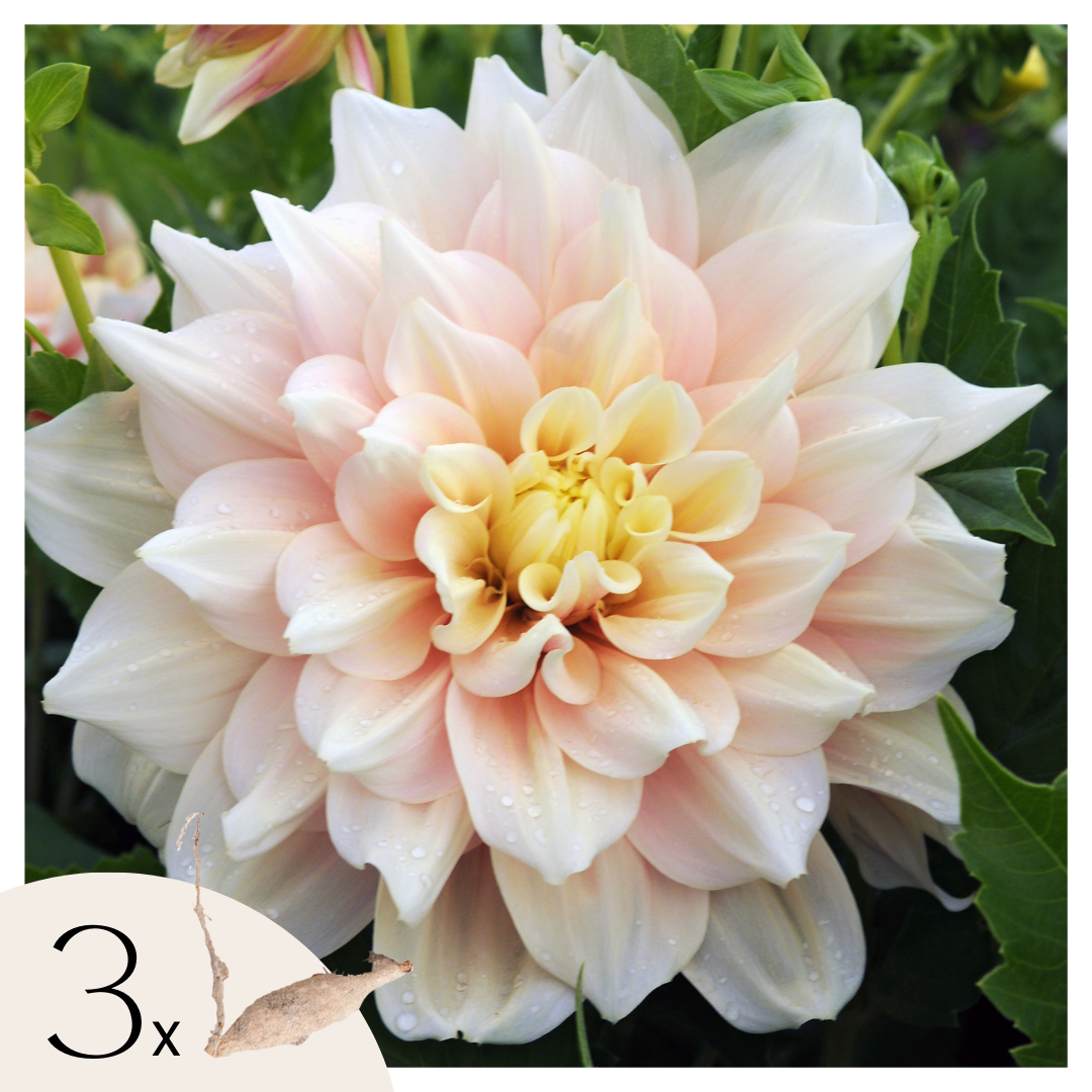 Tubérculos De Dalia - 3 Pzs - Dahlia 'break Out' - Rosa_0