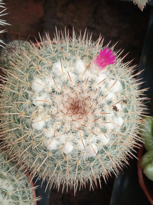 Planta Cactus Mammillaria Hahniana