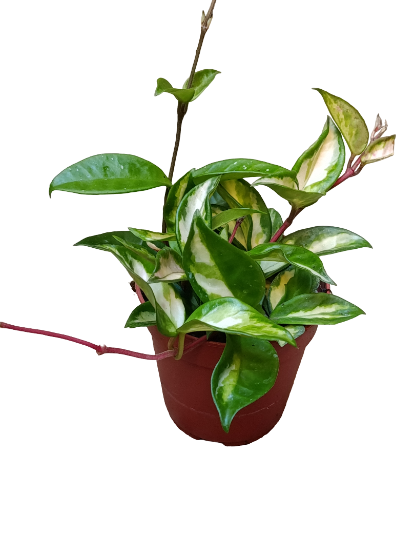 Hoya Carnosa Tricolor Ø12 Flor De Cera Planta Colgante_0